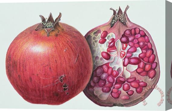 Margaret Ann Eden Pomegranate Stretched Canvas Painting / Canvas Art