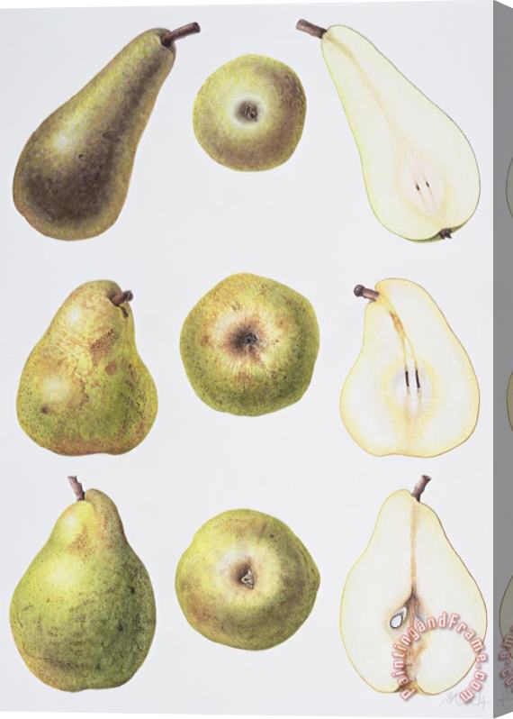 Margaret Ann Eden Six Pears Stretched Canvas Painting / Canvas Art