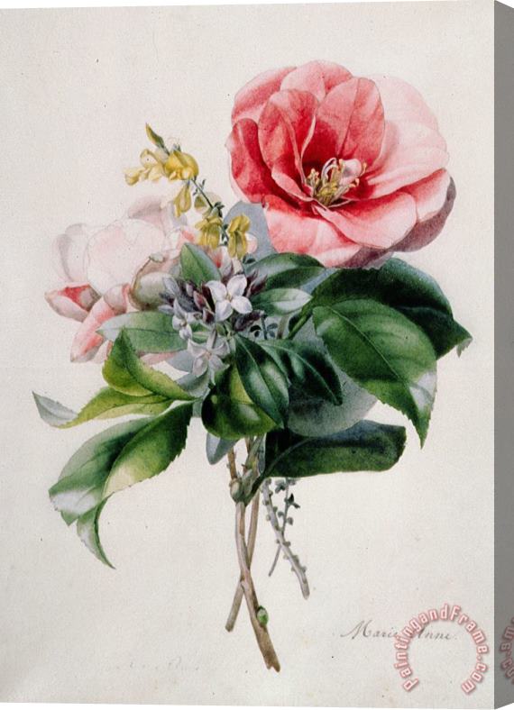 Marie-Anne Camellia and Broom Stretched Canvas Painting / Canvas Art