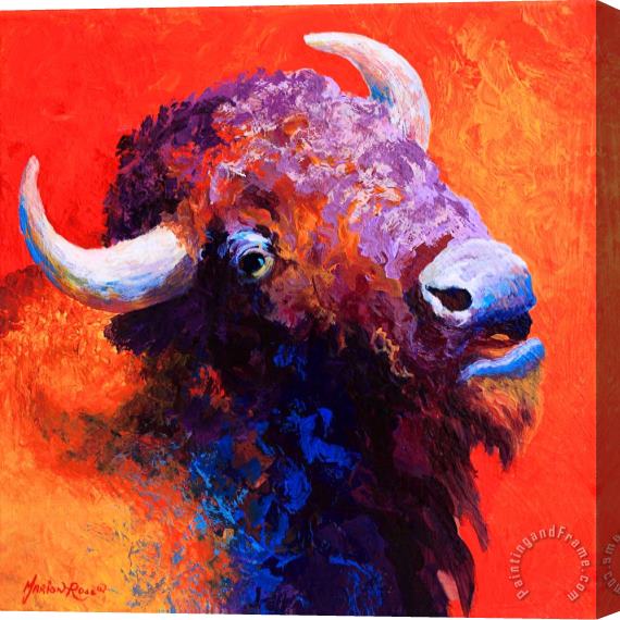 Marion Rose Bison Attitude Stretched Canvas Painting / Canvas Art