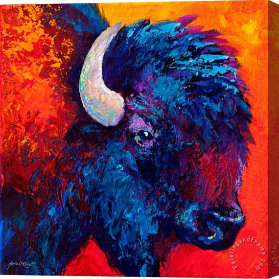 Marion Rose Bison Head Color Study II Stretched Canvas Painting / Canvas Art