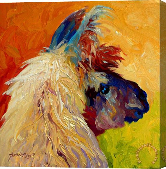Marion Rose Calico Llama Stretched Canvas Print / Canvas Art