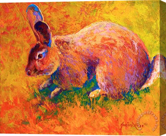 Marion Rose Cottontail I Stretched Canvas Painting / Canvas Art