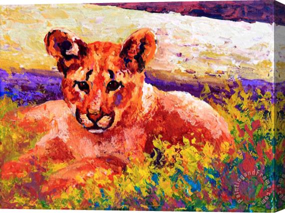Marion Rose Cougar Cub Stretched Canvas Painting / Canvas Art