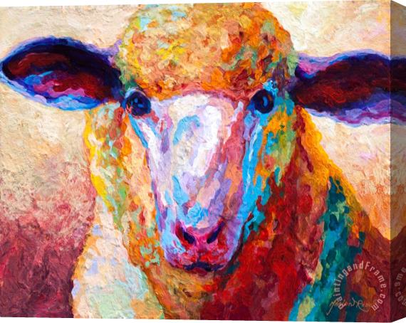 Marion Rose Dorset Ewe Stretched Canvas Painting / Canvas Art