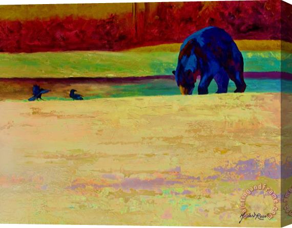 Marion Rose Foraging At Neets Bay - Black Bear Stretched Canvas Painting / Canvas Art