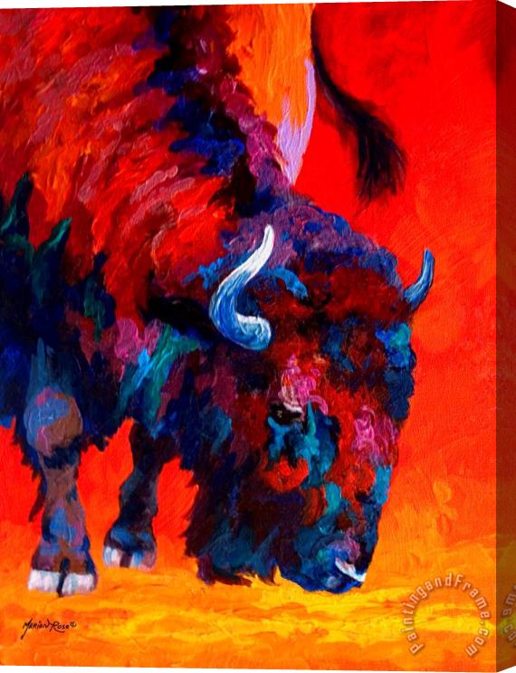 Marion Rose Grazing Bison Stretched Canvas Painting / Canvas Art