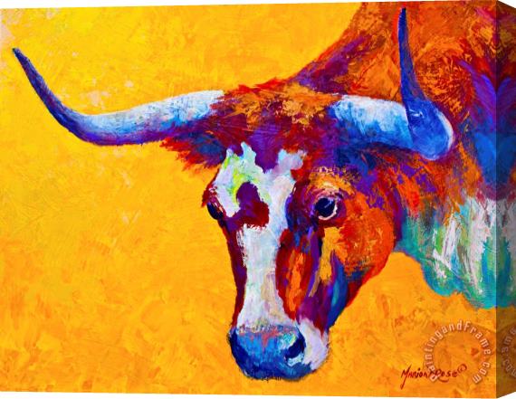 Marion Rose Texas Longhorn Cow Study Stretched Canvas Print / Canvas Art