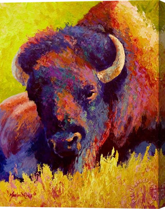 Marion Rose Timeless Spirit - Bison Stretched Canvas Print / Canvas Art