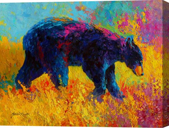 Marion Rose Young And Restless - Black Bear Stretched Canvas Print / Canvas Art