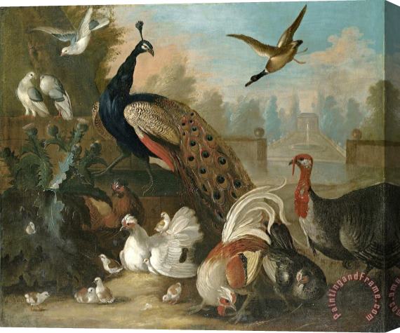 Marmaduke Craddock A Peacock And Other Birds Stretched Canvas Print / Canvas Art