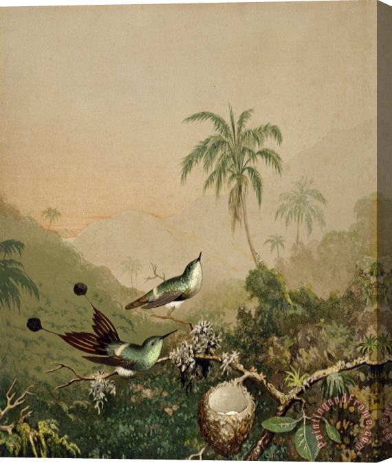 Martin Johnson Heade Brazilian Hummingbirds II Stretched Canvas Print / Canvas Art