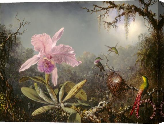 Martin Johnson Heade Cattelya Orchid And Three Brazilian Hummingbirds Stretched Canvas Print / Canvas Art