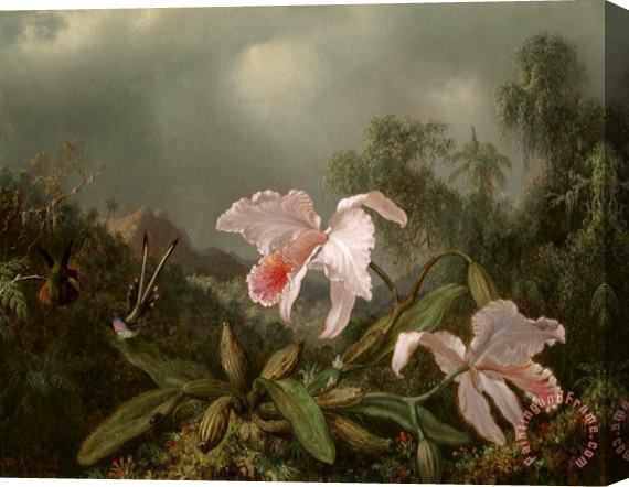 Martin Johnson Heade Jungle Orchids And Hummingbirds Stretched Canvas Print / Canvas Art