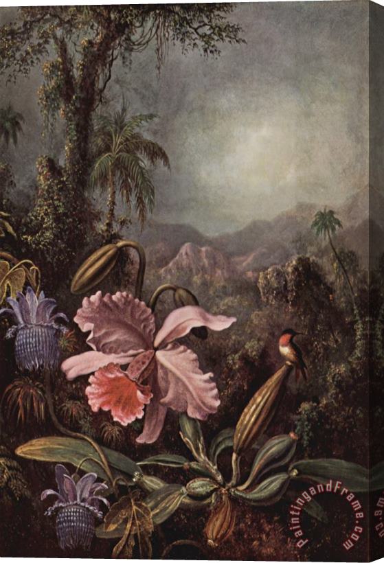 Martin Johnson Heade Orchideen, Passionsblumen Und Kolibris Stretched Canvas Print / Canvas Art