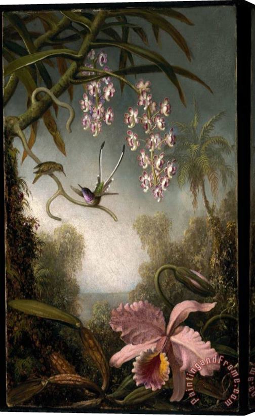 Martin Johnson Heade Orchids And Spray Orchids with Hummingbird Stretched Canvas Painting / Canvas Art