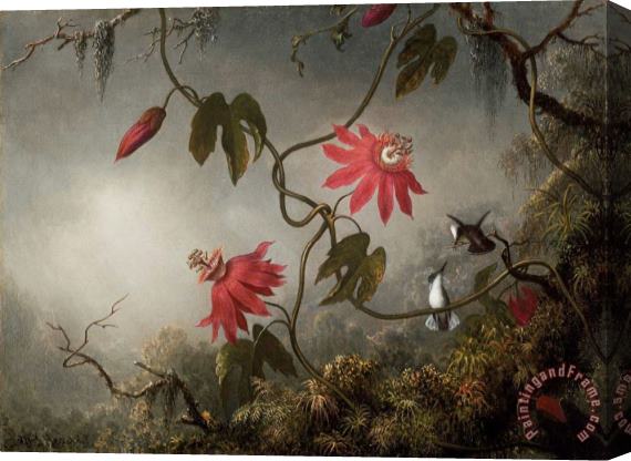 Martin Johnson Heade Passion Flowers And Hummingbirds Stretched Canvas Print / Canvas Art