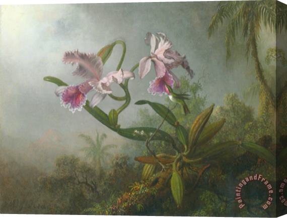 Martin Johnson Heade Pink Orchids And Hummingbird on a Twig Stretched Canvas Print / Canvas Art