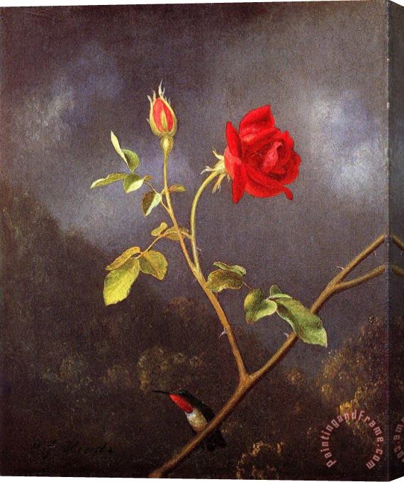 Martin Johnson Heade Red Rose with Ruby Throat Stretched Canvas Painting / Canvas Art