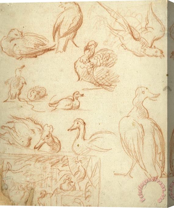 Melchior de Hondecoeter Schetsen Van Een Compositie En Verschillende Vogels Stretched Canvas Print / Canvas Art