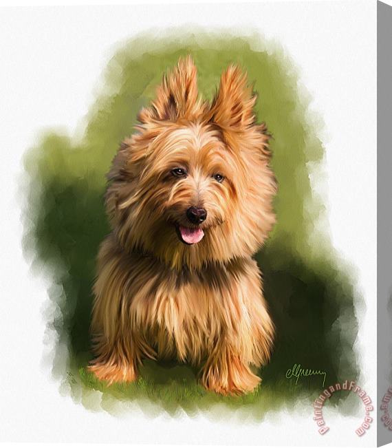 Michael Greenaway Brown Cairn Westie portrait Stretched Canvas Painting / Canvas Art