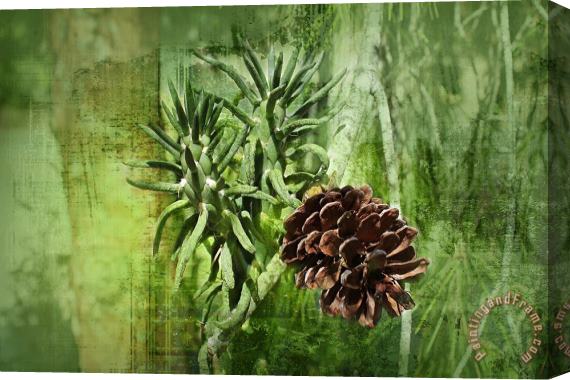 Michael Greenaway Conifer cone Stretched Canvas Print / Canvas Art