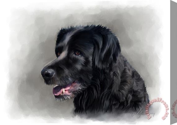 Michael Greenaway Dog Portrait Stretched Canvas Print / Canvas Art