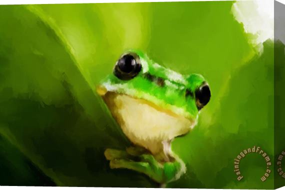Michael Greenaway Frog Stretched Canvas Print / Canvas Art