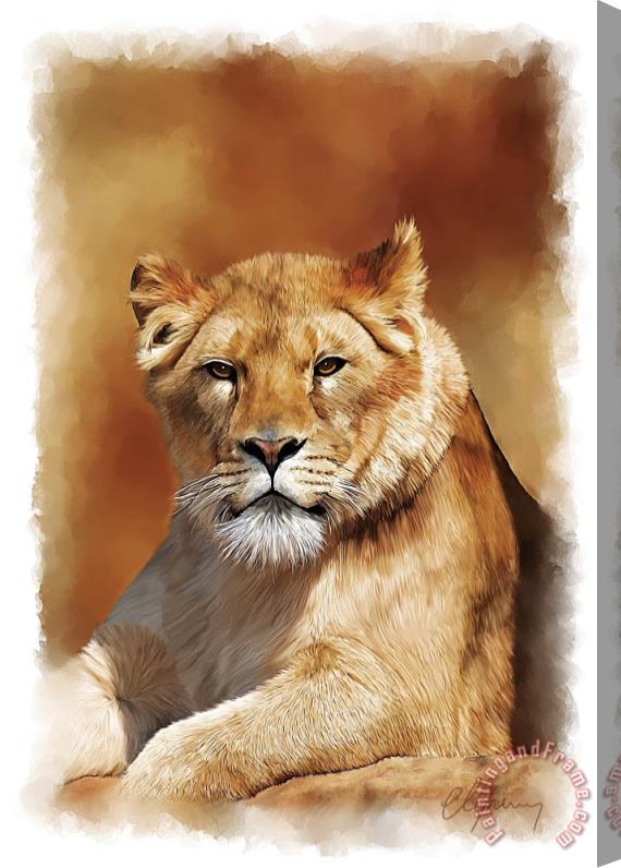 Michael Greenaway Lioness Portrait Stretched Canvas Print / Canvas Art