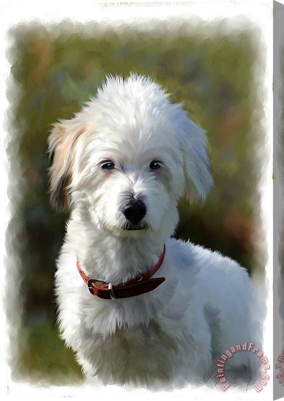 Michael Greenaway Terrier Dog Portrait Stretched Canvas Print / Canvas Art