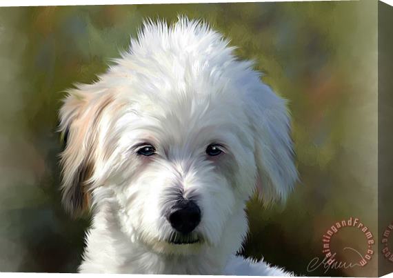 Michael Greenaway White Terrier Dog Portrait Stretched Canvas Painting / Canvas Art