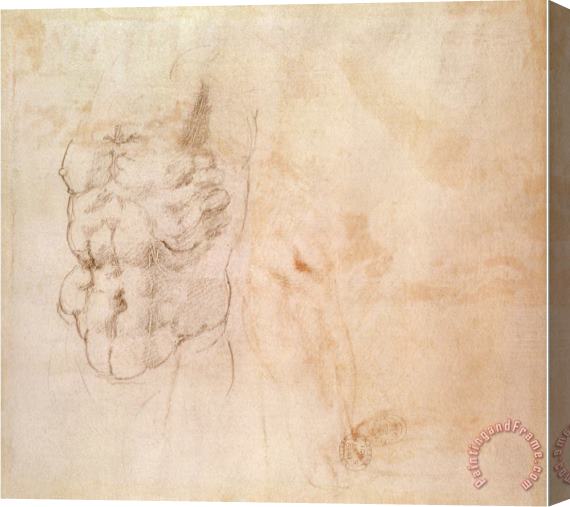 Michelangelo Buonarroti Torso Study Stretched Canvas Print / Canvas Art