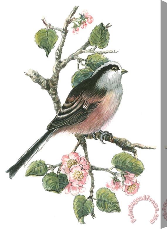 Nell Hill Long Tailed Tit And Cherry Blossom Stretched Canvas Print / Canvas Art