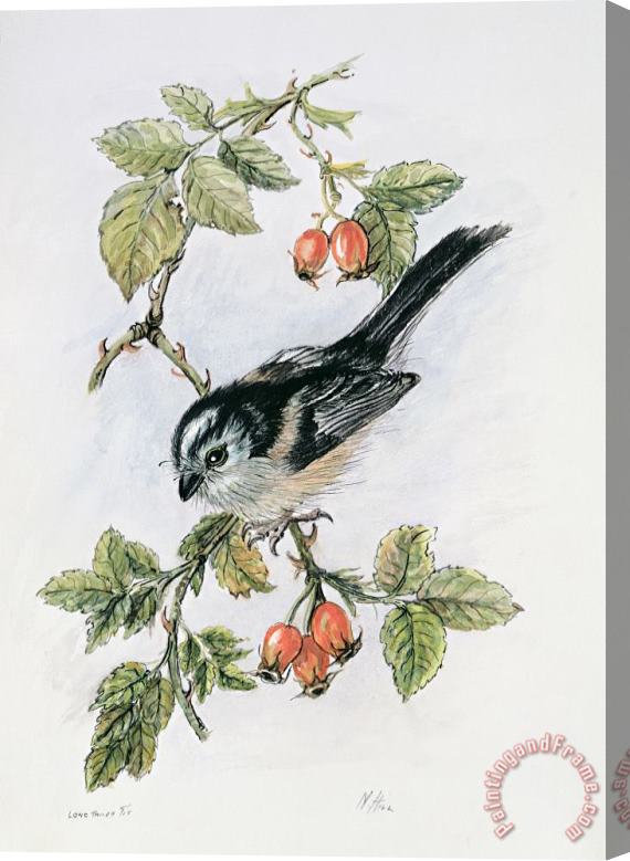 Nell Hill Long Tailed Tit And Rosehips Stretched Canvas Painting / Canvas Art