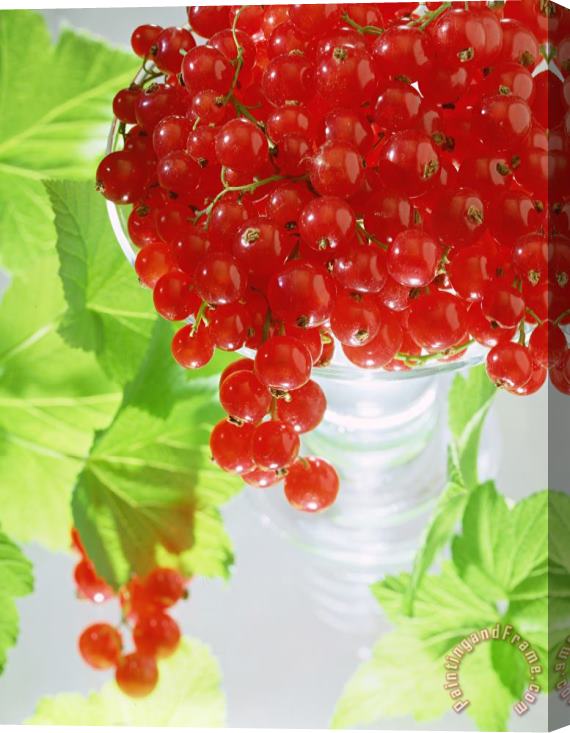 Norman Hollands Redcurrants And Leaves Stretched Canvas Print / Canvas Art