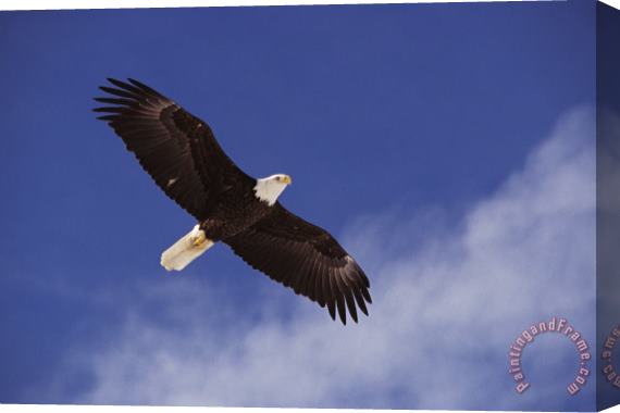 Others Alaska. Bald Eagle Flying Stretched Canvas Print / Canvas Art