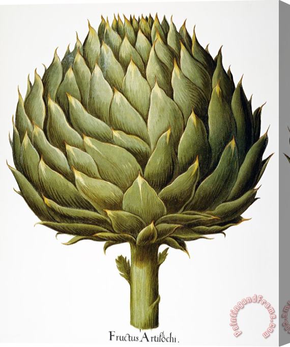 Others Artichoke, 1613 Stretched Canvas Painting / Canvas Art