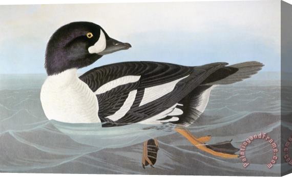 Others Audubon: Duck Stretched Canvas Print / Canvas Art