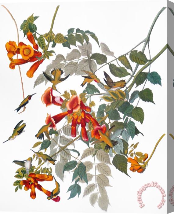 Others Audubon: Hummingbird Stretched Canvas Painting / Canvas Art