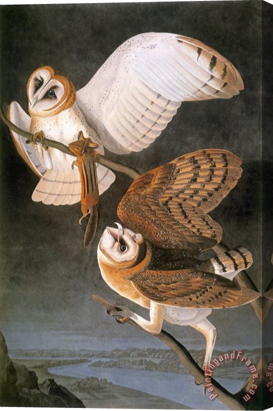 Others Audubon: Owl Stretched Canvas Painting / Canvas Art