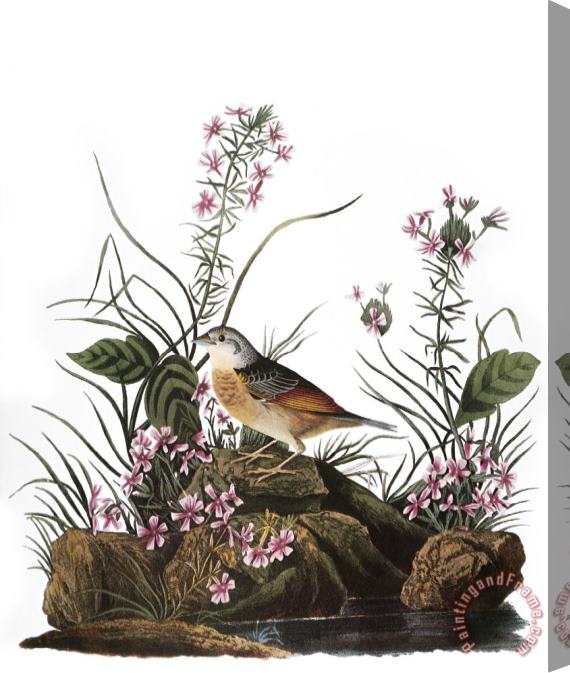 Others Audubon: Sparrow, (1827-38) Stretched Canvas Print / Canvas Art
