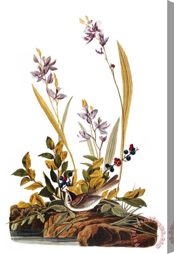 Others Audubon: Sparrow, 1827-38 Stretched Canvas Print / Canvas Art