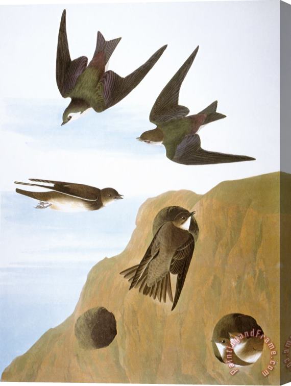 Others Audubon: Swallows, 1827-38 Stretched Canvas Print / Canvas Art