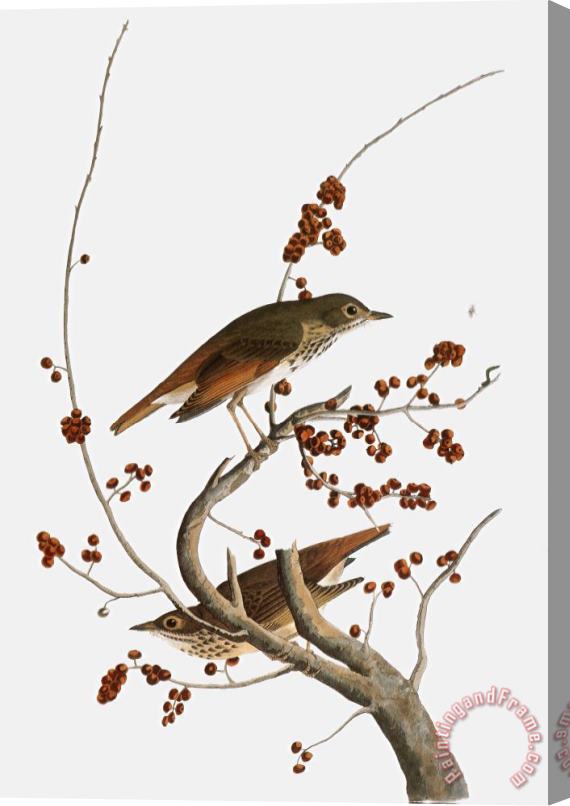 Others Audubon: Thrush Stretched Canvas Print / Canvas Art