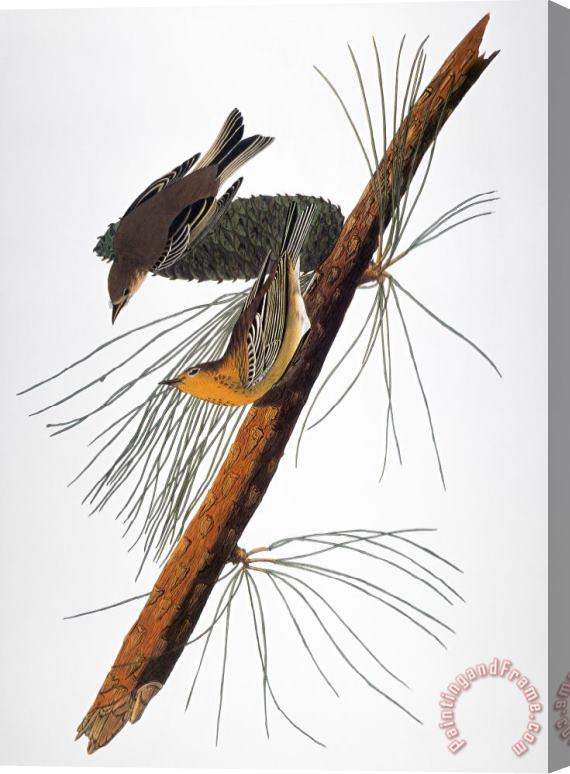 Others Audubon: Warbler, (1827-1838) Stretched Canvas Print / Canvas Art