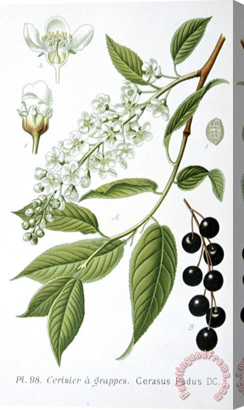 Others Bird Cherry Cerasus Padus Or Prunus Padus Stretched Canvas Print / Canvas Art
