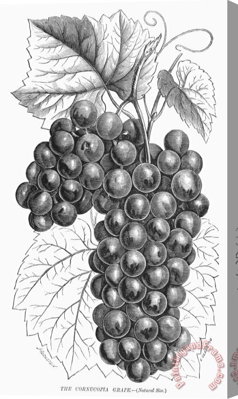 Others Botany: Grapes Stretched Canvas Print / Canvas Art
