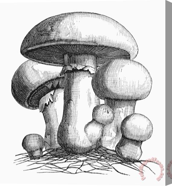 Others Botany: Mushroom Stretched Canvas Painting / Canvas Art