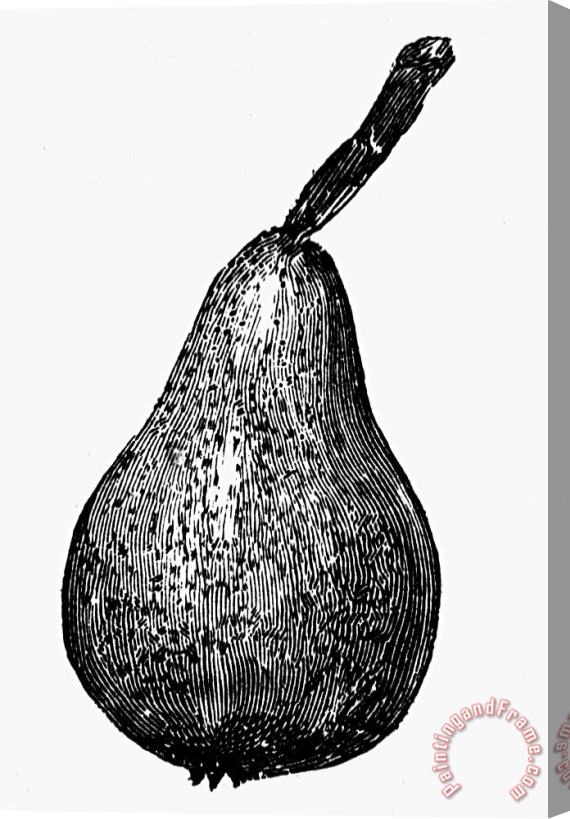 Others Botany: Pear Stretched Canvas Painting / Canvas Art
