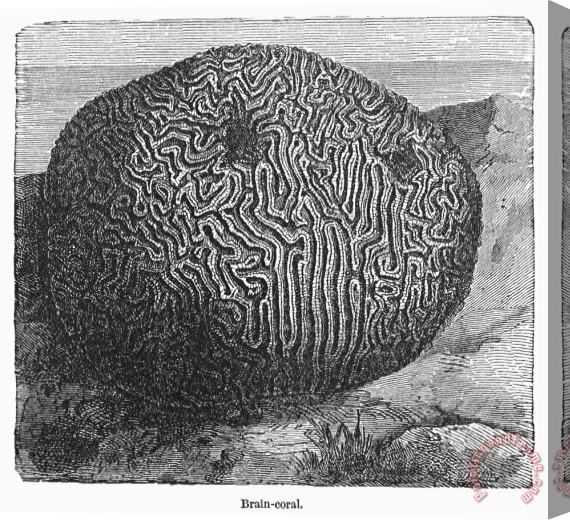 Others Brain Coral Stretched Canvas Painting / Canvas Art